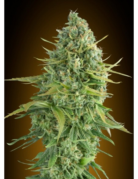 3 UND FEM - AUTO DO-SI-DOS COOKIES 