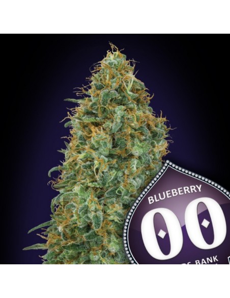 3 UND FEM - BLUEBERRY 