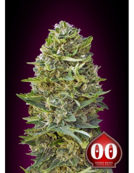 3 UND FEM - CARAMEL KUSH 