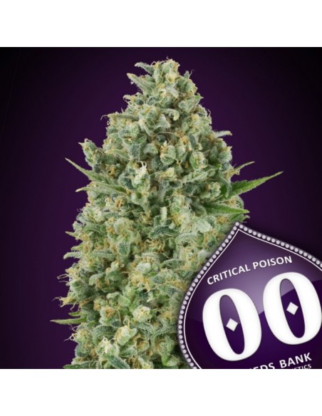 3 UND FEM - CRITICAL POISON 