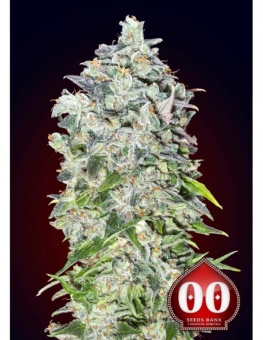 3 UND FEM - AUTO 00 KUSH 