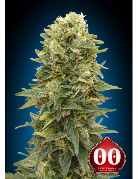 3 UND FEM - AUTO AFGHAN MASS  00SEEDS 3 UND FEMINIZADAS