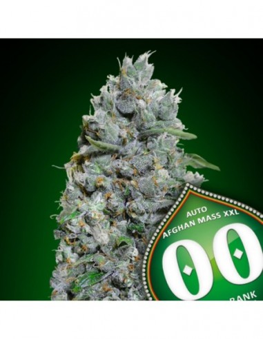3 UND FEM - AUTO AFGHAN MASS XXL 