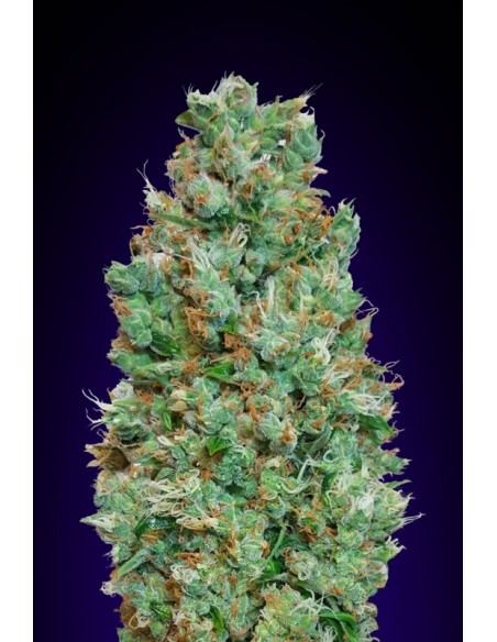 3 UND FEM - AUTO BLUEBERRY 