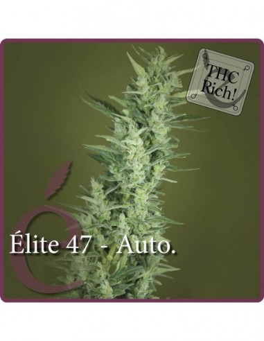 3 UND FEM - ELITE 47 AUTOFLORECIENTE 