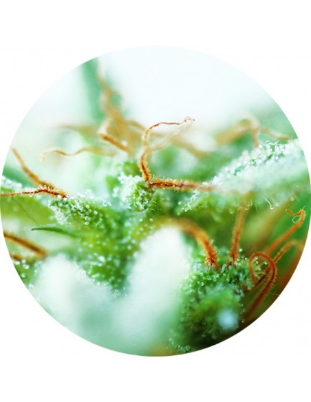 5 UND REG - DR. TAO SATIVA 