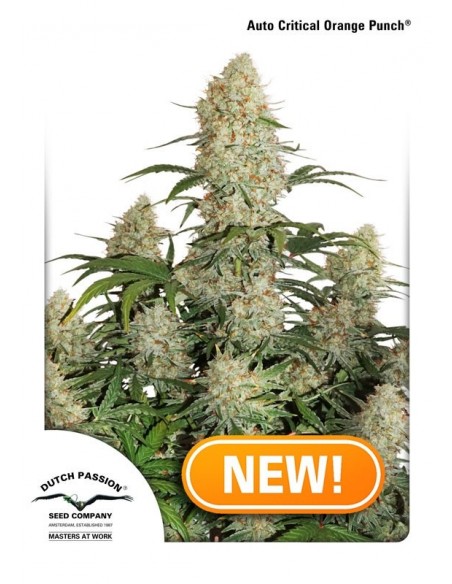 3 UND FEM - AUTO CRITICAL ORANGE PUNCH ® 