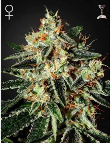 3 UND FEM - THE CHEESE 