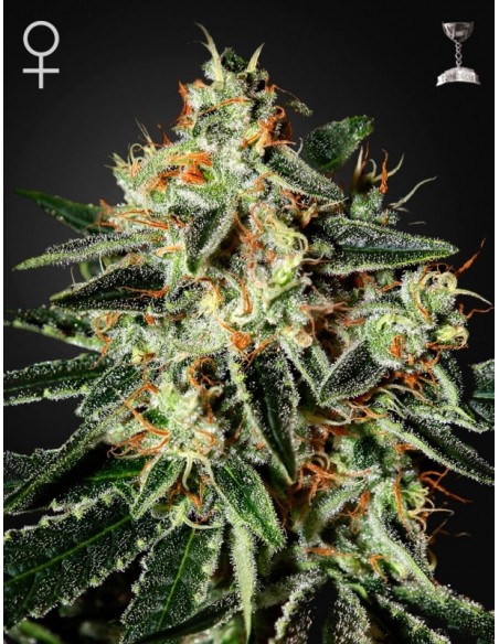 3 UND FEM - THE CHEESE 