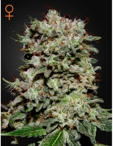 3 UND FEM - KALASHNIKOVA 