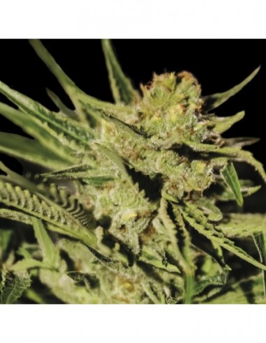 3 UND FEM - EGARSHARK  EXCLUSIVE SEEDS 3 UND FEM