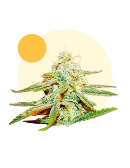 2 UND FEM - LAFANTA CBD 