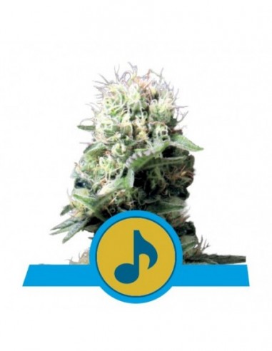 3 UND FEM - DANCE WORLD  