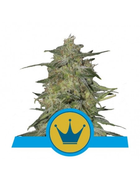 3 UND FEM - ROYAL HIGHNESS  CBD 