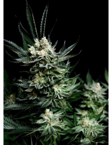 3 UND FEM - CRITIGAL + 