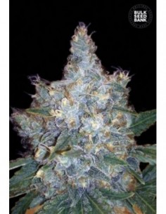 5 UND FEM - AUTO BLUEBERRY BERRY  2