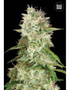 5 UND FEM - AUTO CHEESE  2