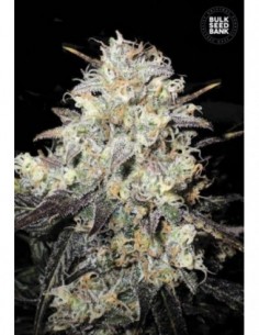 5 UND FEM - AUTO COCOPOPO  2