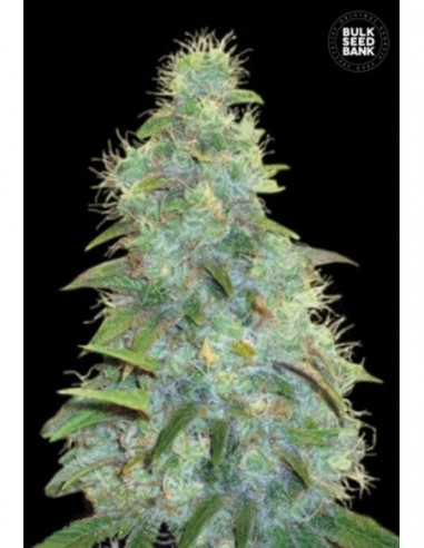 5 UND FEM - AUTO SWEET TOOTH 