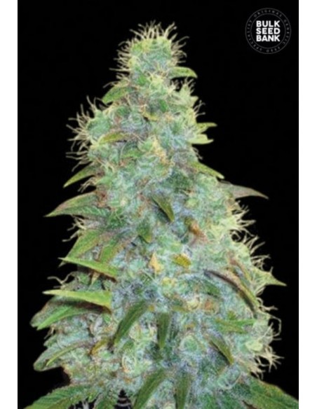 5 UND FEM - AUTO SWEET TOOTH 