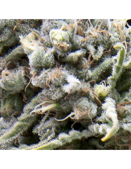 1 UND FEM - AUTO WHITE WIDOW 