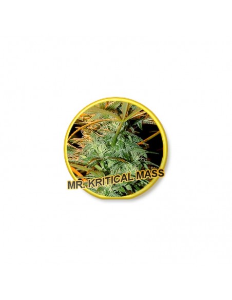 1 UND FEM - MR. KRITICAL MASS 