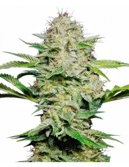 1 UND FEM - SENSI SKUNK AUTOMATIC  SENSI SEEDS FEMINIZADA 1 UND