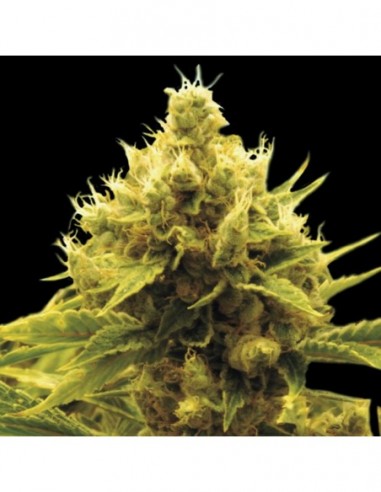 1 UND FEM - CHEESE X CRITICAL 