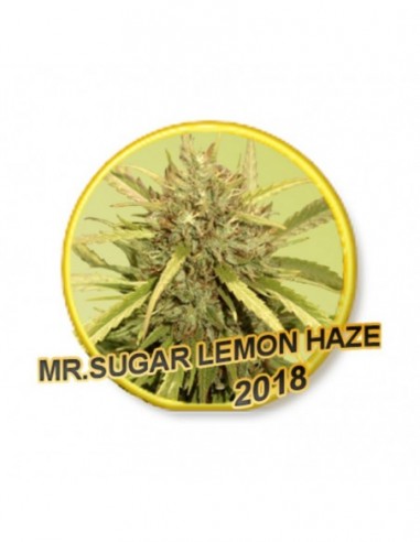 1 UND FEM - MR. SUGAR LEMON HAZE 