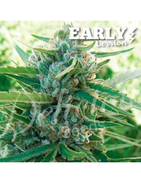 1 UND FEM - SUGAR BLACK ROSE (EARLY VERSION) 