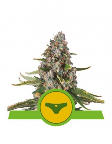 1 UND FEM - SHERBET QUEEN AUTO 