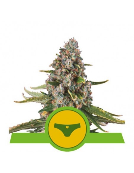 1 UND FEM - SHERBET QUEEN AUTO 