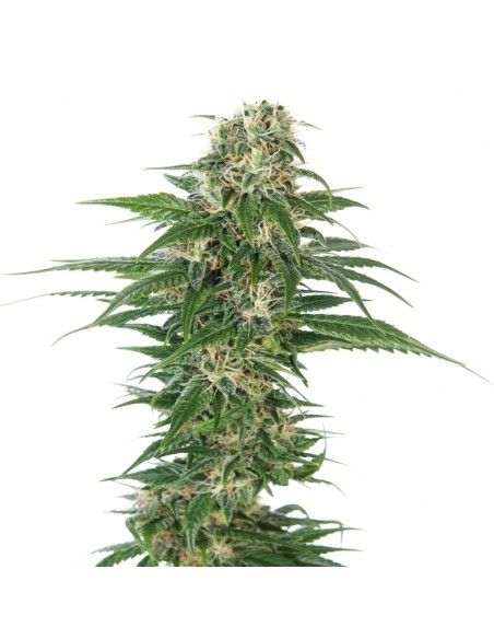 1 UND FEM - EARLY SKUNK  SENSI SEEDS FEMINIZADA 1 UND