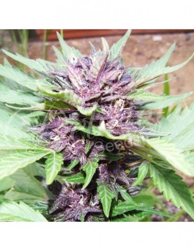 1 UND FEM - DARK PURPLE AUTO (AUTOMATIC LINE) 