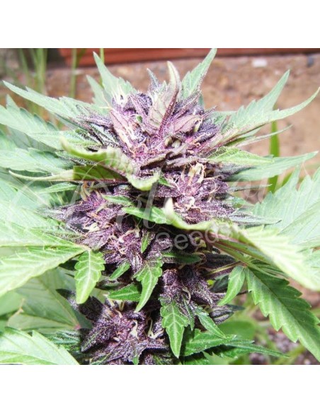 1 UND FEM - DARK PURPLE AUTO (AUTOMATIC LINE) 