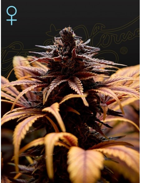 1 UND FEM - DEEP CANDY - GREEN HOUSE 1 UND FEMINIZADAS