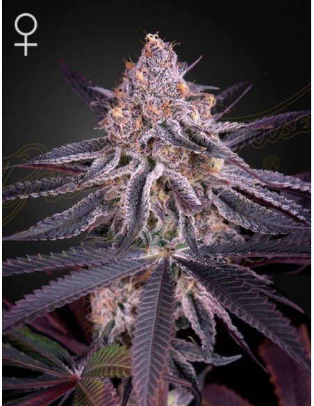 1 UND FEM - KING'S JUICE 