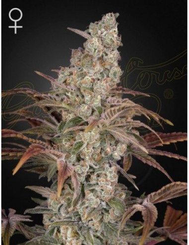 1 UND FEM - JACK'S DREAM 