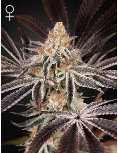 1 UND FEM - DARK PHOENIX 