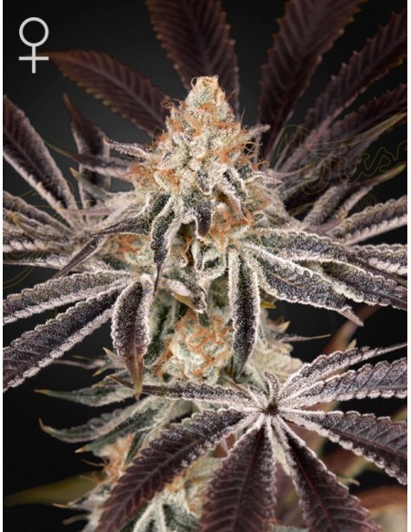 1 UND FEM - DARK PHOENIX 