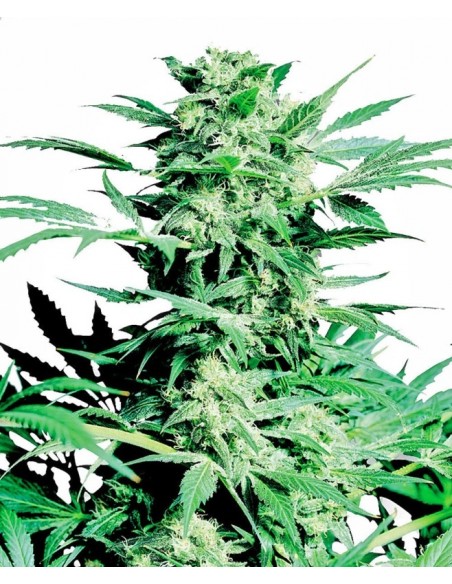 1 UND FEM - SHIVA SKUNK  SENSI SEEDS FEMINIZADA 1 UND