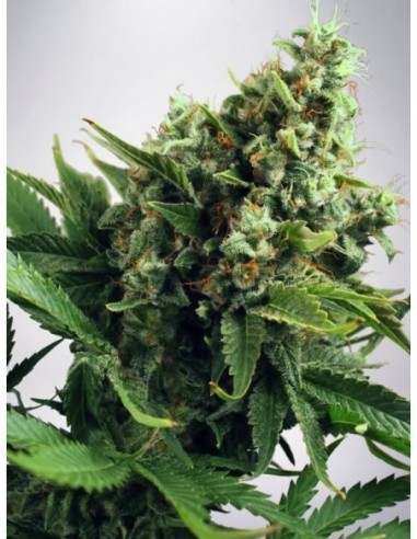 2 UND FEM - AUTO WHITE WIDOW 