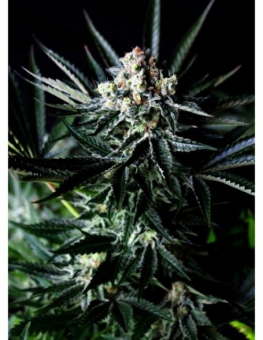 3 UND FEM - AMAZING AUTO 