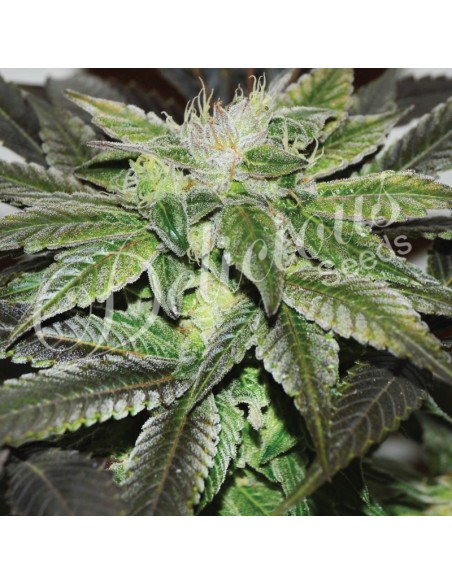 1 UND FEM - SUGAR CANDY (SATIVA LINE) 