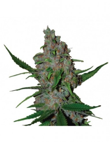 1 UND FEM - GELATO 41 FAST FEM 