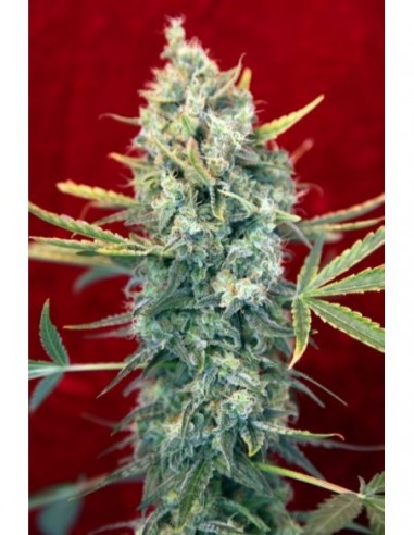 1 UND FEM - SRA. AMPARO 