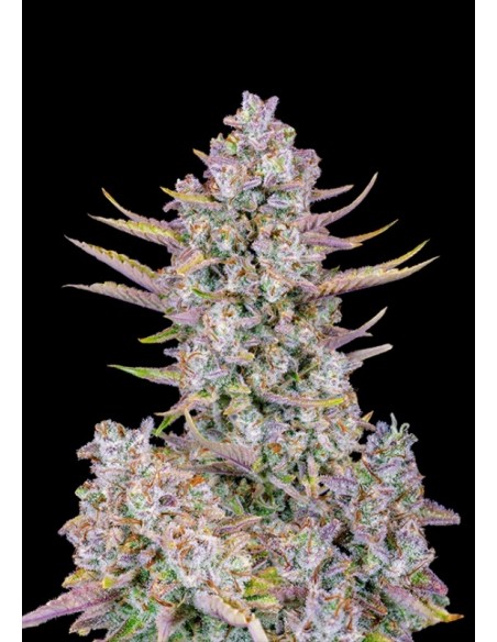 1 UND FEM - PURPLE PUNCH AUTO 