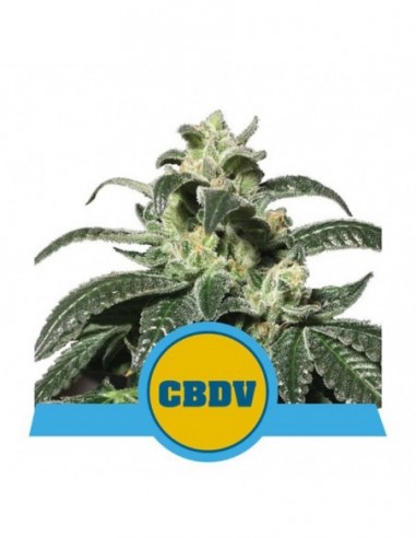 1 UND FEM - ROYAL CBDV AUTO 