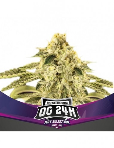 2 UND FEM - OG 24K - BSF SEEDS 2 UND FEMINIZADAS