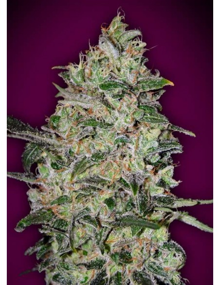 3 UND FEM - BUBBLE GUM FAST 